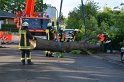 Baum auf Fahrbahn Koeln Deutz Alfred Schuette Allee Mole P713